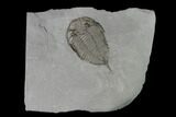 Dalmanites Trilobite Fossil - New York #147316-1